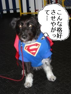 �X�[�p�[�p�s�[