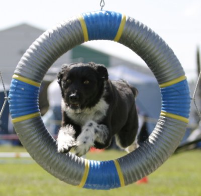 AAC�A�W���e�B���Z��