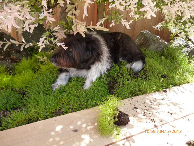 ���i�M�̖؂̉���