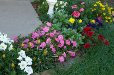 �t�����g�̉Ԓd