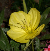 ���[���t�����[