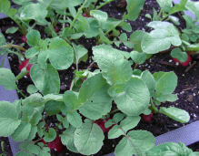 ���f�B�b�V��