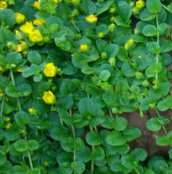 マネープラント