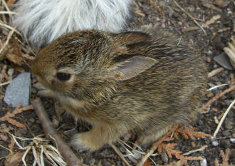 ����Ȃ�A�q�E�T�M