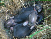 ����������ŃO���Ƒ傫���Ȃ����Ԃ����