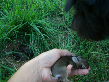 �т������ăE�T�M�炵���Ȃ�܂����B