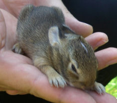 �ڂ��J���܂���