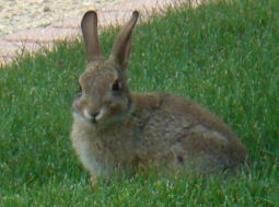 子兎