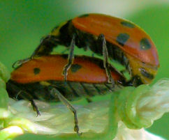 子作りてんとう虫