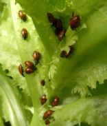 レタスとてんとう虫