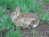 野ウサギ