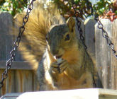 �o�[�h�t�B�[�_�[