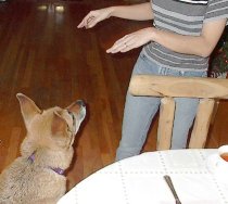 raven��tabi�}�}