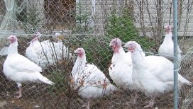 turkeys